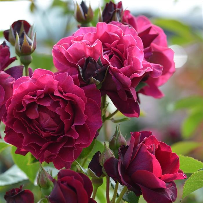 予約販売 バラ 苗 新苗 ロサ オリエンティス オデュッセイア 登録品種