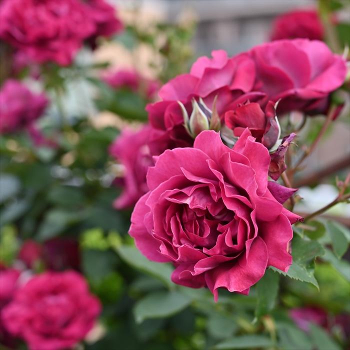 予約販売 バラ 苗 新苗 ロサ オリエンティス オデュッセイア 登録品種