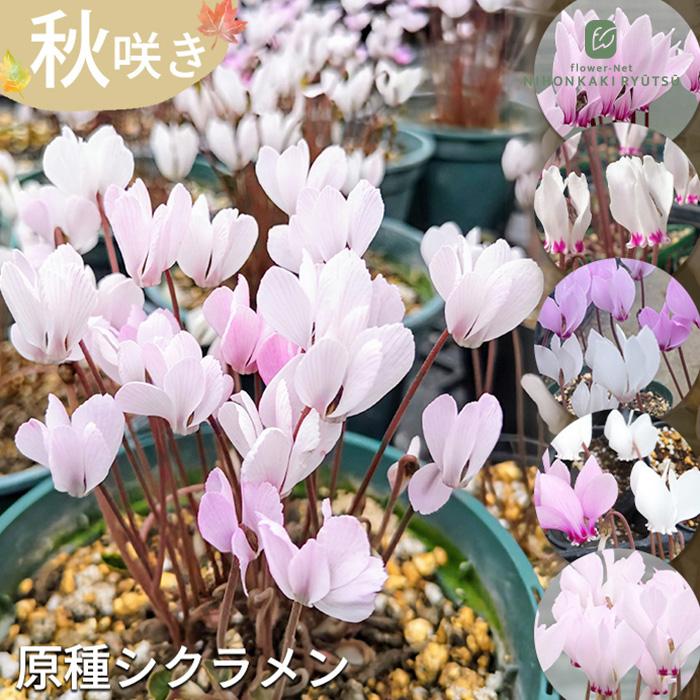 日本花キ流通 選べる秋咲き原種シクラメン 苗 9cmポット 個性派
