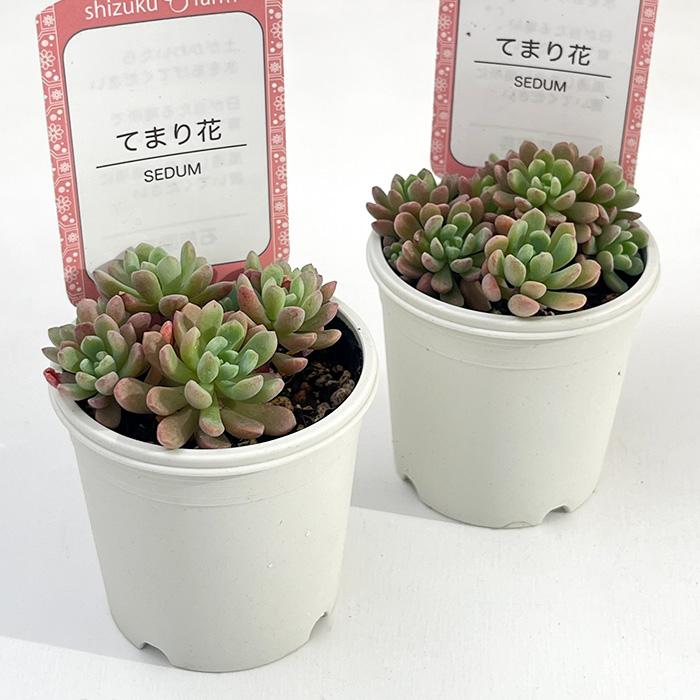 日本花キ流通 多肉植物 sizセダム てまり花 多肉植物 雫ファームさん苗