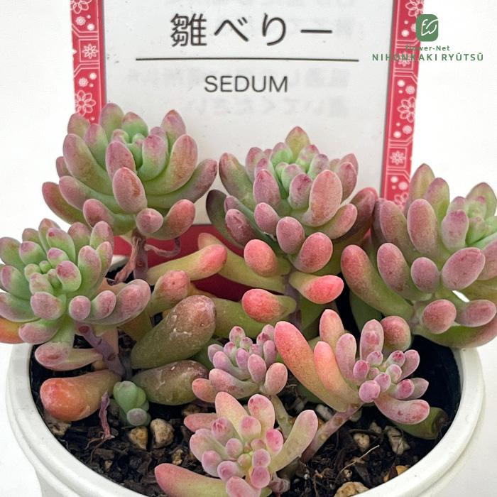 日本花キ流通 多肉植物 sizセダム 雛べりー 多肉植物 雫ファームさん苗