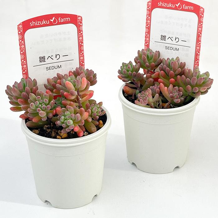 日本花キ流通 多肉植物 sizセダム 雛べりー 多肉植物 雫ファームさん苗