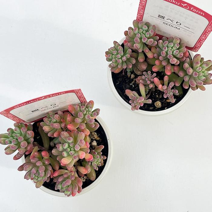 日本花キ流通 多肉植物 sizセダム 雛べりー 多肉植物 雫ファームさん苗