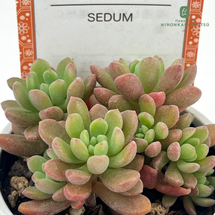 日本花キ流通 多肉植物 sizセダム 蜜柑てまり 多肉植物 雫ファームさん