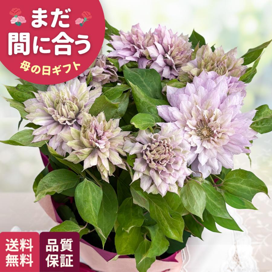 日本花キ流通 母の日 ギフト 花 クレマチス はるかすみ 5号鉢 送料無料