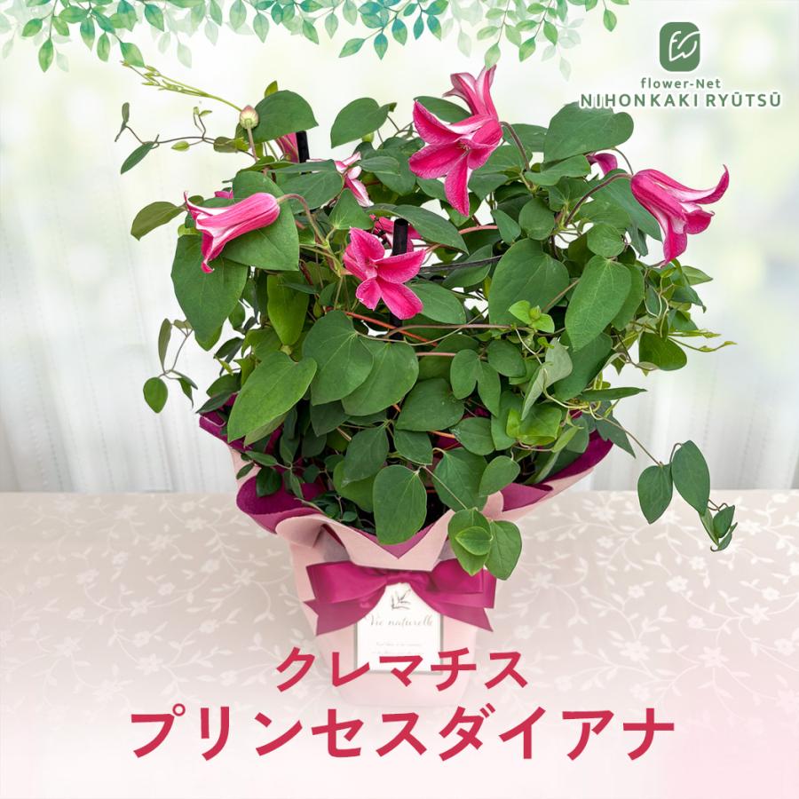 日本花キ流通 ＼遅れてごめんね／ 母の日 プレゼント クレマチス