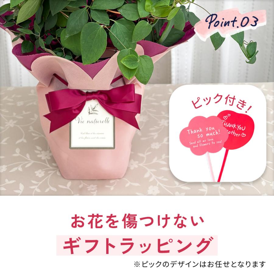 日本花キ流通 ＼遅れてごめんね／ 母の日 プレゼント クレマチス