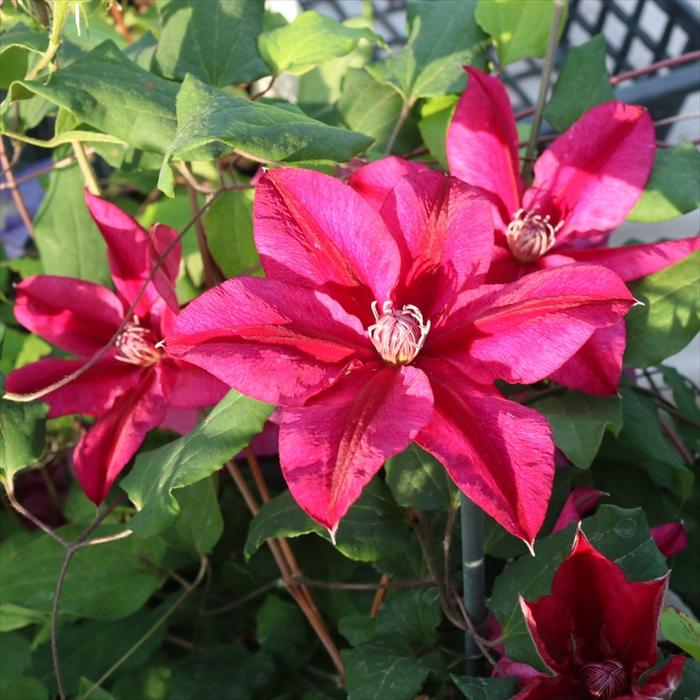 クレマチス 苗 甘酸っぱい季節 フロリダ系 落合さんのクレマチス 2年生