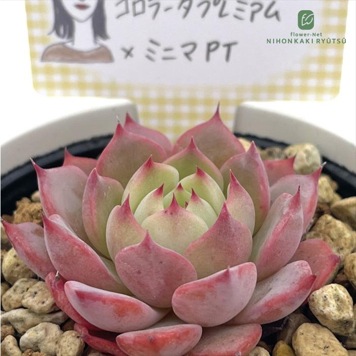 多肉植物 annaエケベリア コロラータプレミアム×ミニマPT あんなさん苗