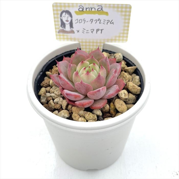 1ポット555円 エケベリア コロラータ 6cmポット 多肉植物 annaエケベリア コロラータプレミアム×ミニマPT あんなさん苗