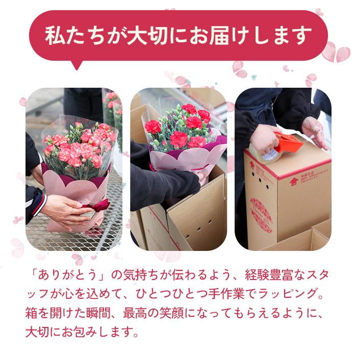 日本花キ流通 ＼遅れてごめんね／ 母の日 プレゼント クレマチス 水面