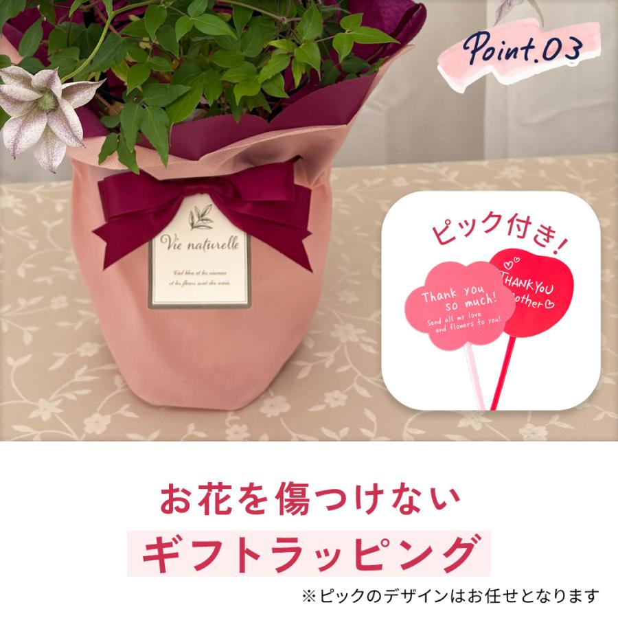 日本花キ流通 ＼遅れてごめんね／ 母の日 プレゼント クレマチス 水面