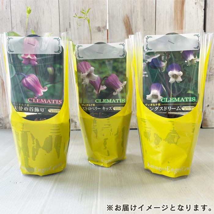 予約販売 クレマチス 苗 クローシュテプライド アトラゲネ系 杉本さん