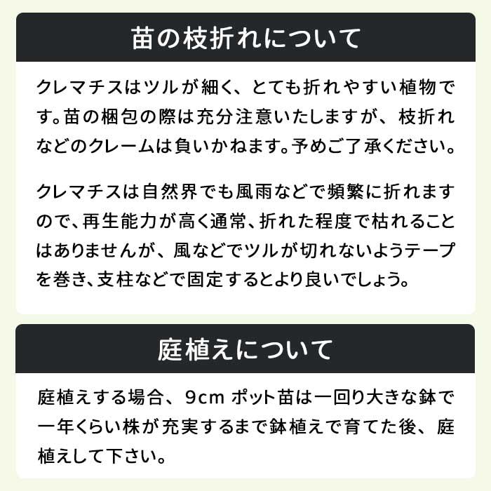 予約販売 クレマチス 苗 クローシュテプライド アトラゲネ系 杉本さん