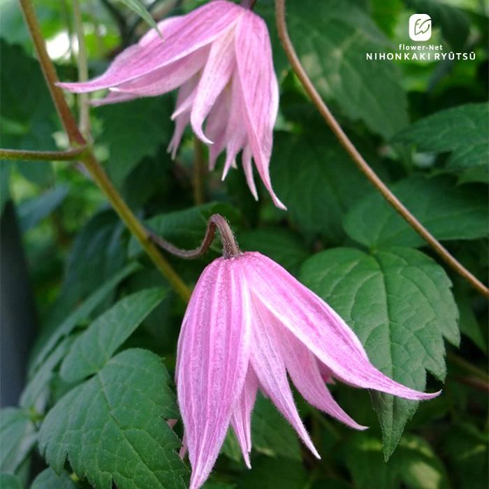 予約販売 クレマチス 苗 セリーズダブル アトラゲネ系 杉本さんの