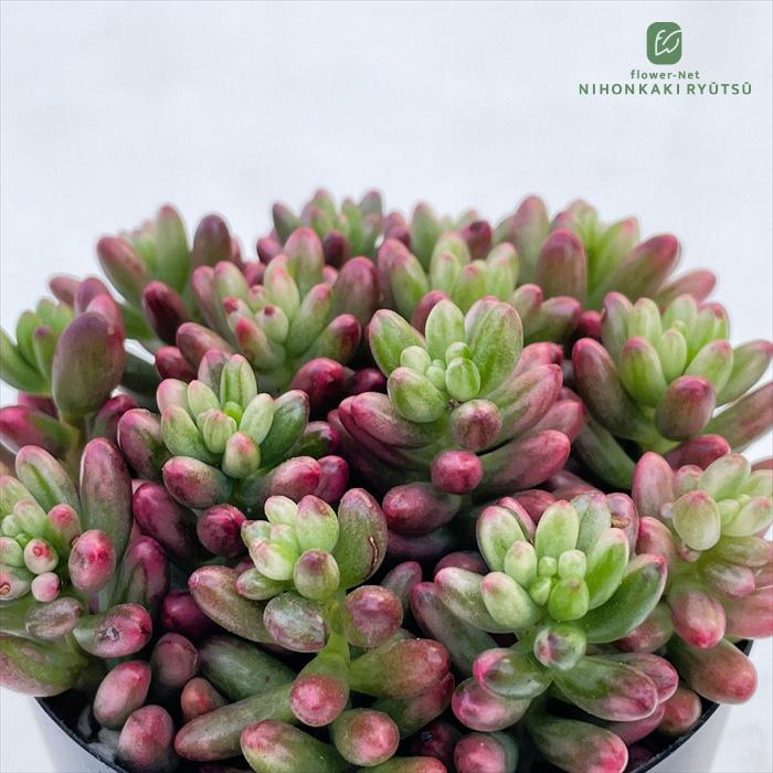 多肉植物 seセダム オーロラ 信華園さんの苗 7.5cmポット : フラワー