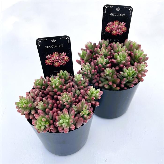 多肉植物 seセダム オーロラ 信華園さんの苗 7.5cmポット : フラワー