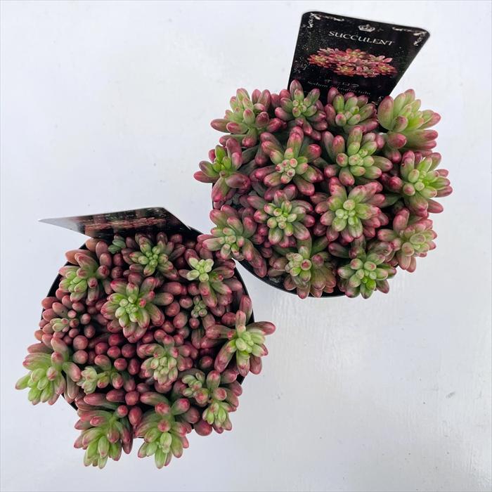 多肉植物 seセダム オーロラ 信華園さんの苗 7.5cmポット : フラワー