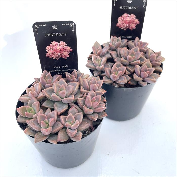 多肉植物 seグラプトペタルム ブロンズ姫 信華園さんの苗 7.5cmポット