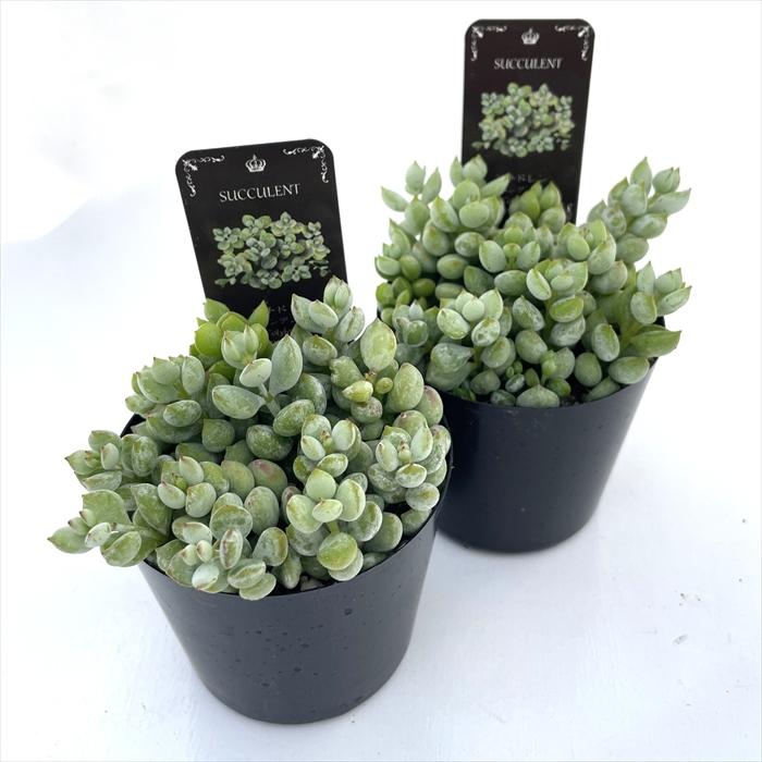多肉植物 seコチレドン ペンデンス 信華園さんの苗 7.5cmポット