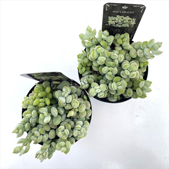 多肉植物 seコチレドン ペンデンス 信華園さんの苗 7.5cmポット