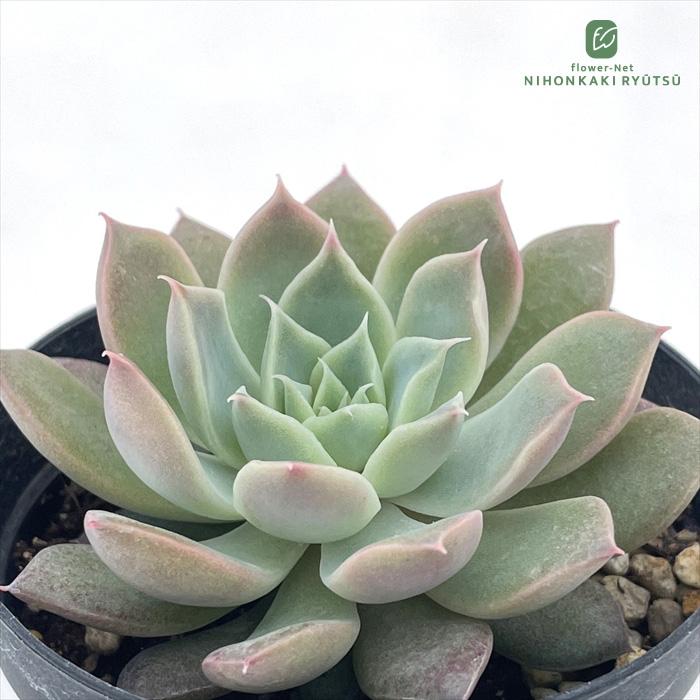 日本花キ流通 多肉植物 skエケベリア 紅炎の華 多肉植物 エケベリア