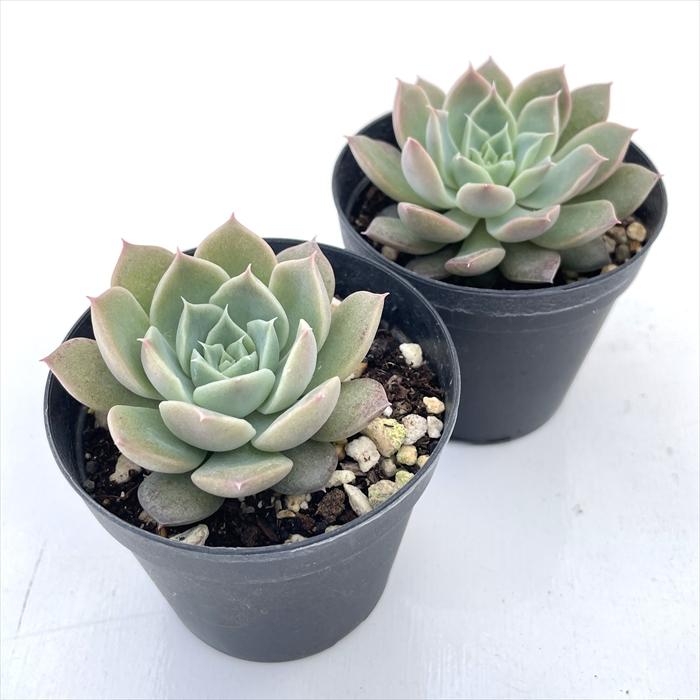 日本花キ流通 多肉植物 skエケベリア 紅炎の華 多肉植物 エケベリア