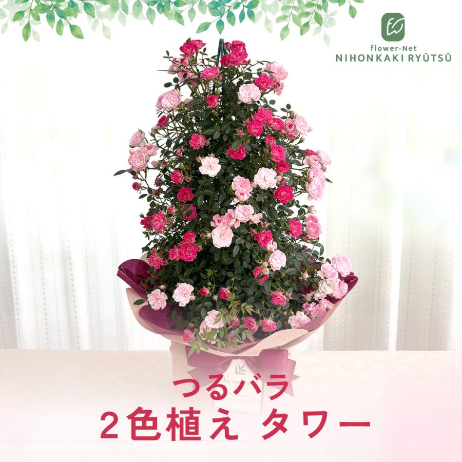 日本花キ流通 母の日 ギフト 花 バラ 2色植え タワー 5号鉢 送料無料