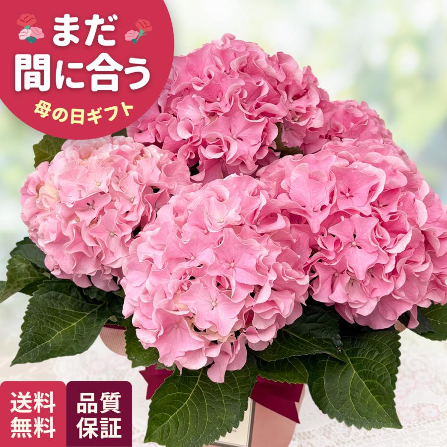 日本花キ流通 母の日 ギフト 花 アジサイ ふるふるピンク 5号鉢 送料