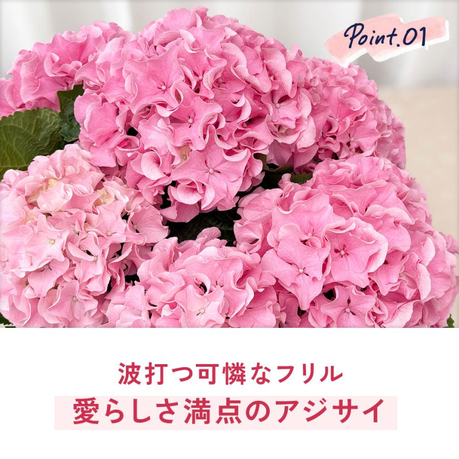 日本花キ流通 母の日 ギフト 花 アジサイ ふるふるピンク 5号鉢 送料