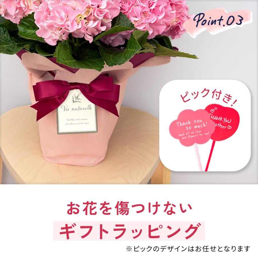 日本花キ流通 母の日 ギフト 花 アジサイ ふるふるピンク 5号鉢 送料