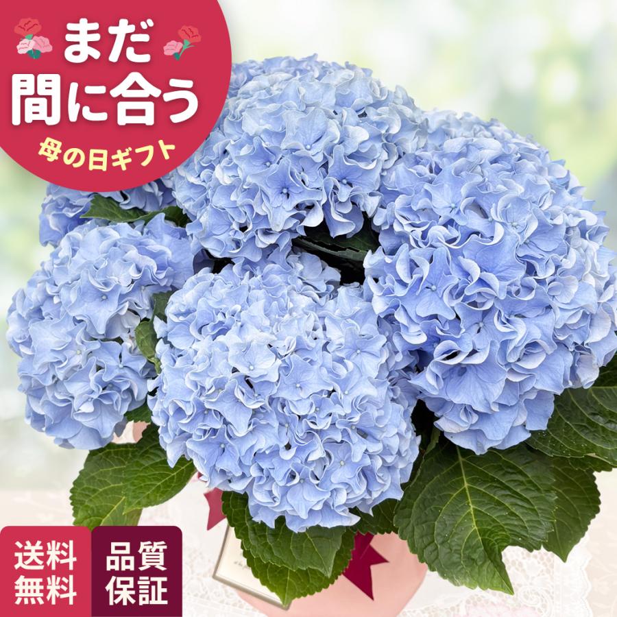 母の日 ギフト 花 アジサイ ふるふるブルー 5号鉢 送料無料 母の日 プレゼント 鉢植え あじさい 紫陽花 日本花キ流通（Yahoo!・フラワーネット日本花キ流通）