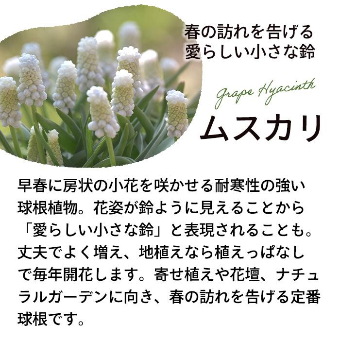 ムスカリ 苗 ネイチャーズビューティー 5球植え 10.5cmポット 大和園