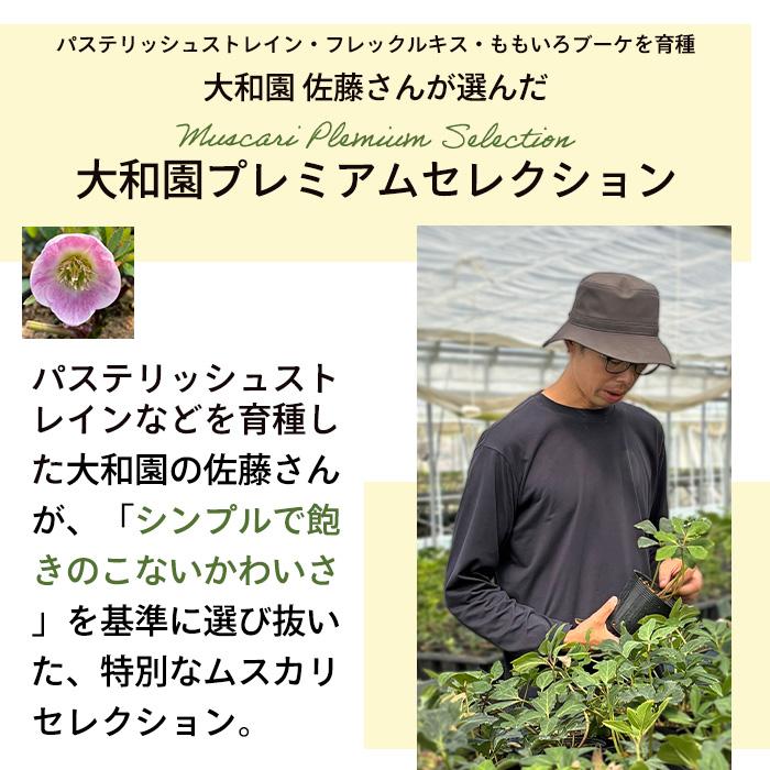 ムスカリ 苗 ネイチャーズビューティー 5球植え 10.5cmポット 大和園