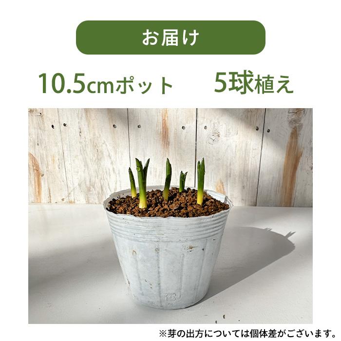 ムスカリ 苗 ネイチャーズビューティー 5球植え 10.5cmポット 大和園