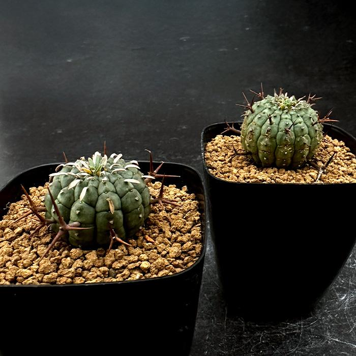 日本花キ流通 多肉植物 caユーフォルビア 群星冠 7.5cmポット 送料無料