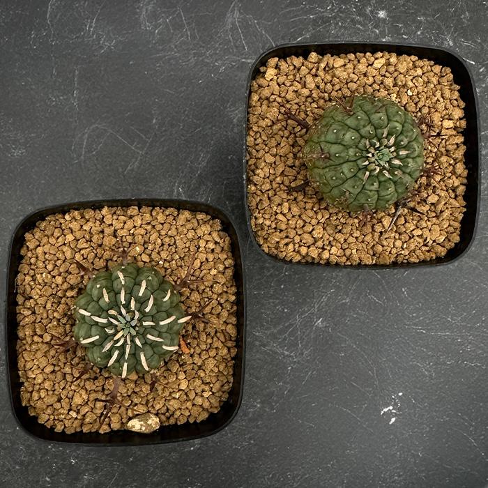 日本花キ流通 多肉植物 caユーフォルビア 群星冠 7.5cmポット 送料無料