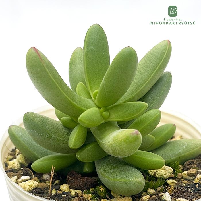 日本花キ流通 多肉植物 sbクラッスラ ルドリップ 多肉植物 クラッスラ