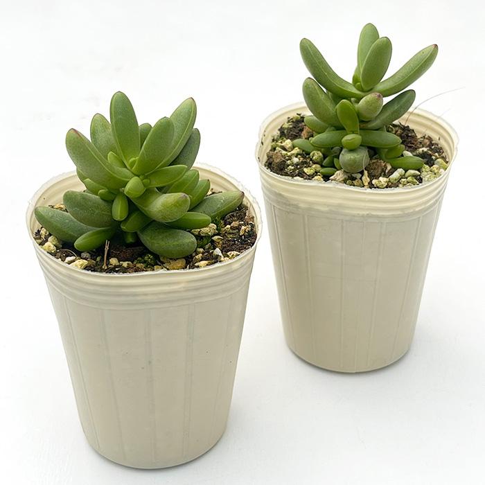 日本花キ流通 多肉植物 sbクラッスラ ルドリップ 多肉植物 クラッスラ