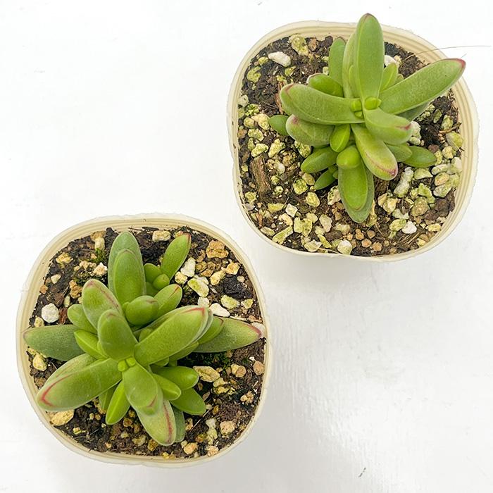 日本花キ流通 多肉植物 sbクラッスラ ルドリップ 多肉植物 クラッスラ