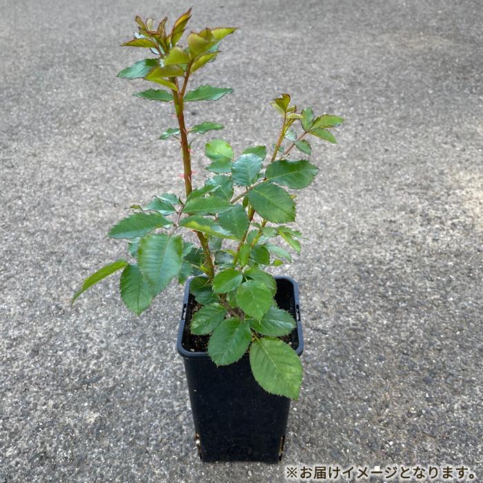 予約販売 バラ 苗 新苗 京阪園芸 ビターカヌレ 四季咲き 薔薇 ばら