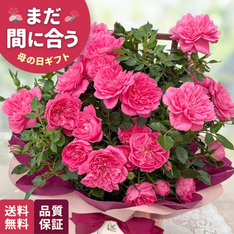 母の日 ギフト 花 ミニバラ スイートルビー トレリス 5号鉢 送料無料 母の日 プレゼント 鉢植え バラ 日本花キ流通（Yahoo!・フラワーネット日本花キ流通）