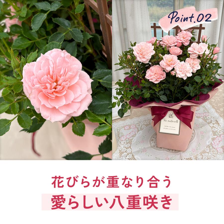 日本花キ流通 母の日 ギフト 花 ミニバラ スイートハートメモリー