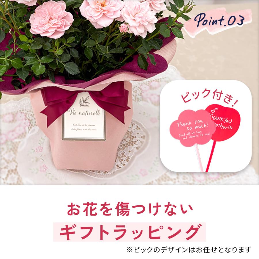 日本花キ流通 母の日 ギフト 花 ミニバラ スイートハートメモリー