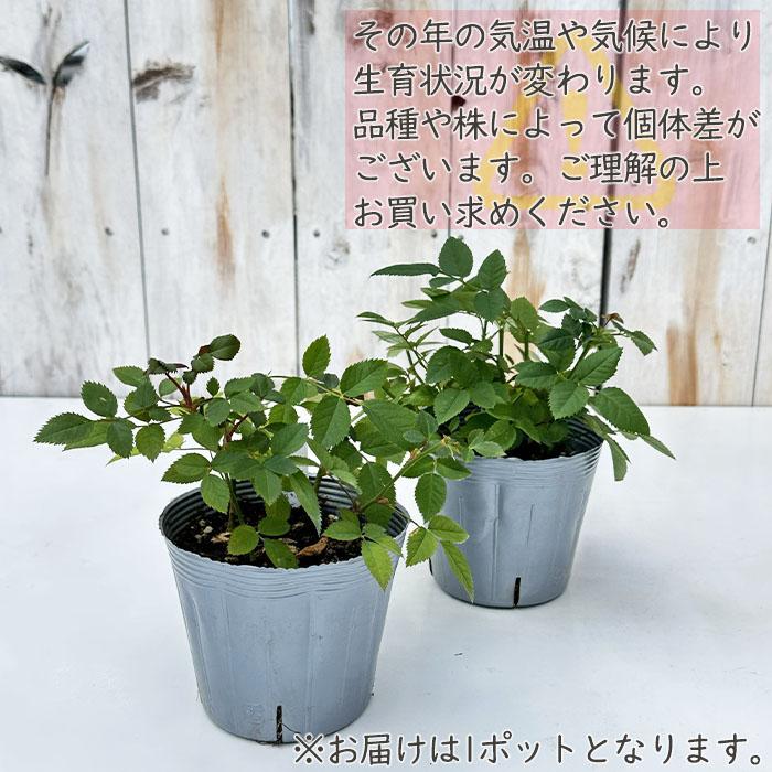 日本花キ流通 予約販売 ミニバラ オペラドレス 3.5号ポット 四季咲き