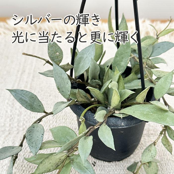 日本花キ流通 観葉植物 ホヤ ラクノーサ シルバー 3号 吊り鉢 吊り下げ