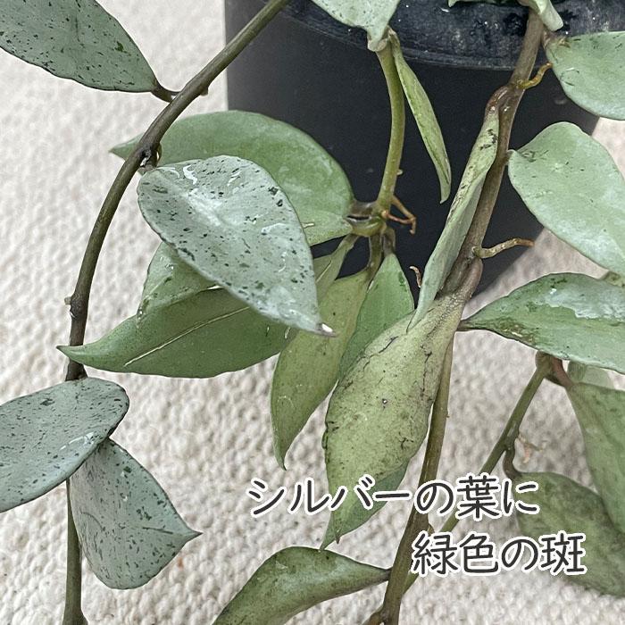 日本花キ流通 予約販売 観葉植物 ホヤ ラクノーサ シルバー 3号 吊り鉢