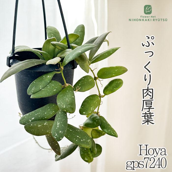 日本花キ流通 予約販売 観葉植物 ホヤ gps7240 3号 吊り鉢 吊り下げ