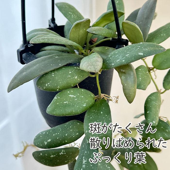 日本花キ流通 予約販売 観葉植物 ホヤ gps7240 3号 吊り鉢 吊り下げ