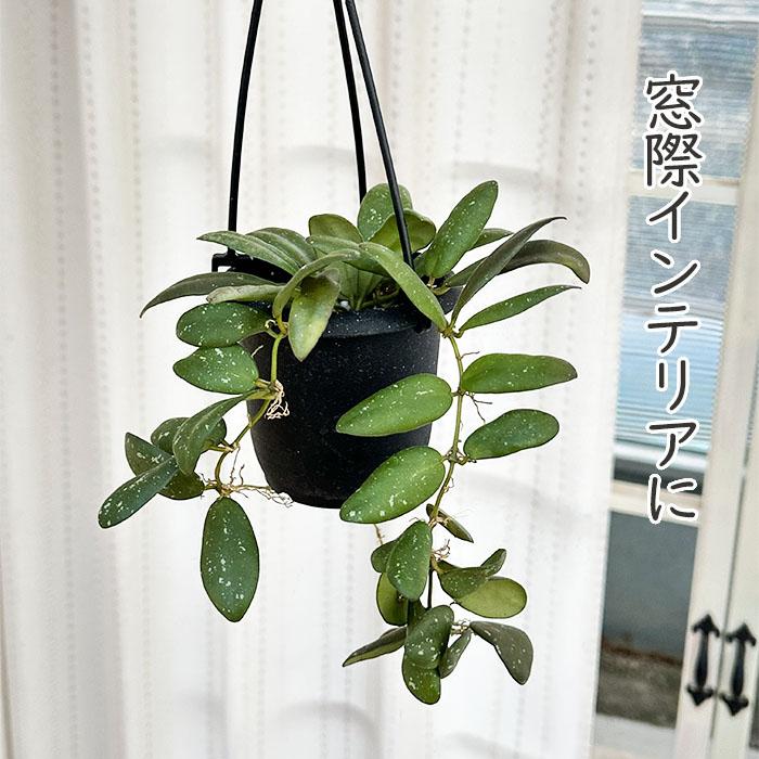 日本花キ流通 予約販売 観葉植物 ホヤ gps7240 3号 吊り鉢 吊り下げ